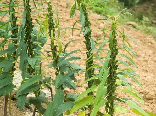 绿色仿真植物黑芝麻叶 农作物果树绿植 胡麻白芝麻 五谷杂粮花卉