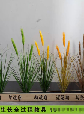 高仿真青稞大麦麦穗  假花大麦田梯田稻穗小麦穗生长周期装饰道具