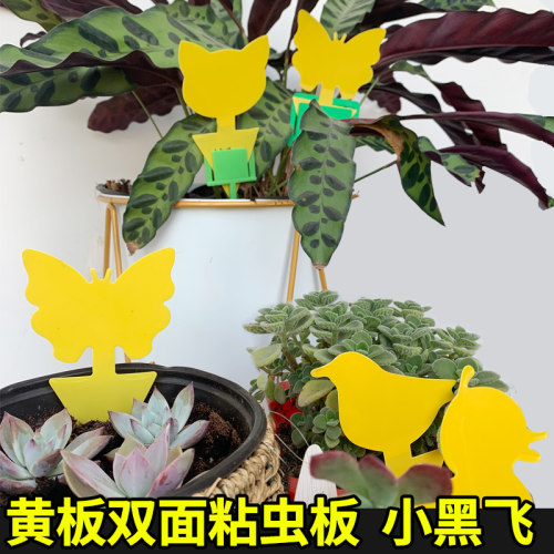 粘虫板双面特粘种菜种花辅助