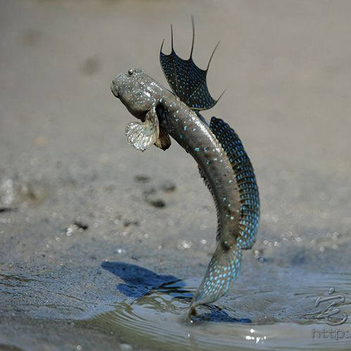 舌尖推荐三门小海鲜鱼类 鲜活跳跳鱼 花跳鱼大弹涂鱼 滩涂鱼