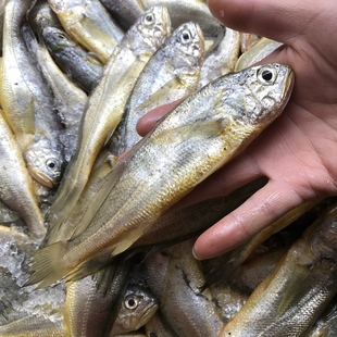 海捕小黄鱼 黄花鱼新鲜海鲜水产 娇娇鱼冰鲜非冷冻1份2斤1斤8-9条