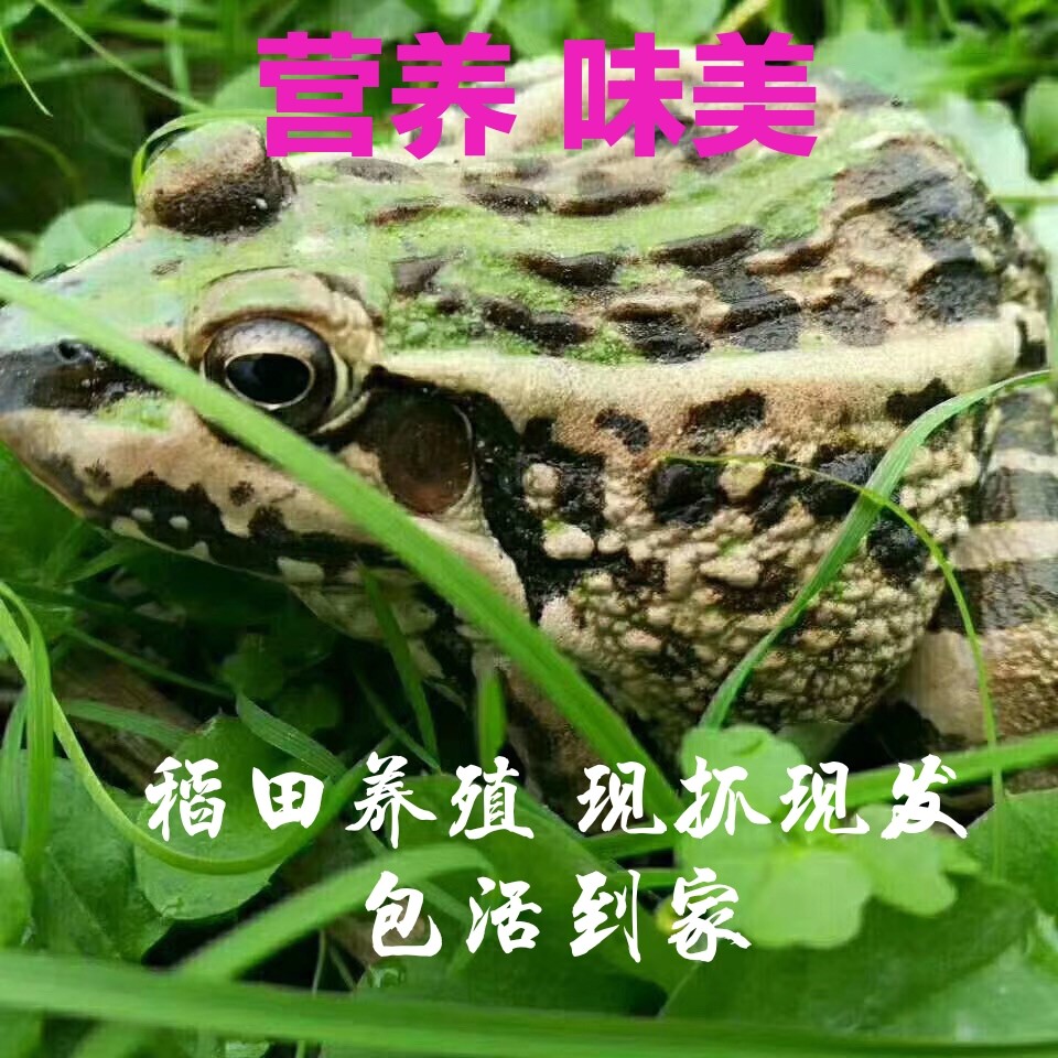 鲜活青蛙田鸡稻田生态养殖活体新鲜黑斑蛙活物烧烤食材观赏食用