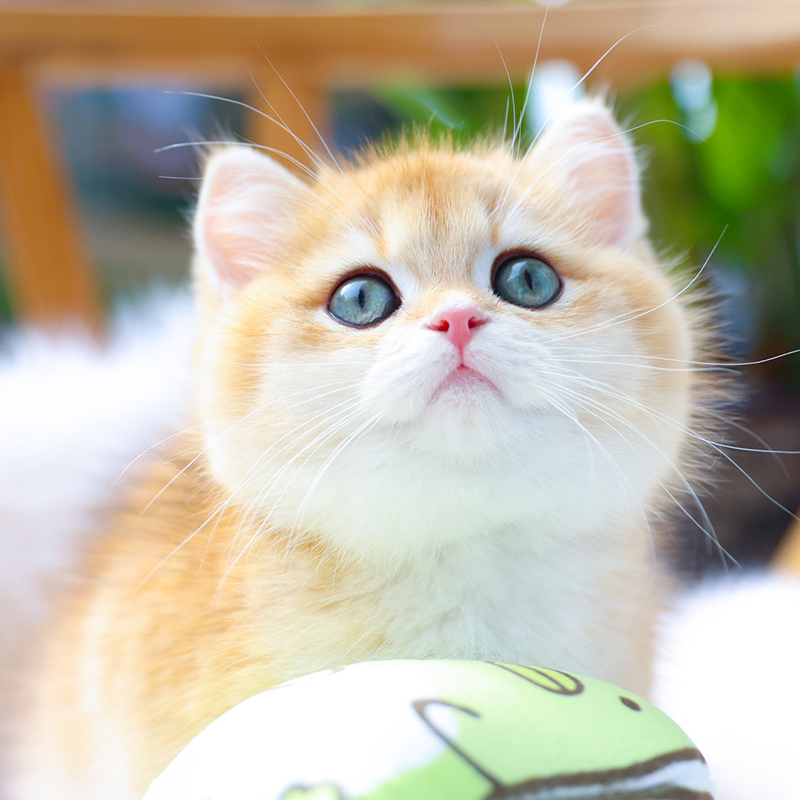 英短金渐层猫活体幼崽ny12深圳猫舍绿眼纯种血统宠物猫英国短毛猫