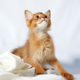 纯种索马里猫红褐色中长毛猫大耳朵猫活体小猫幼猫宠物猫深圳猫舍