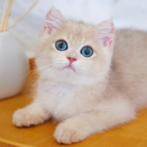 亮亮喵短毛血统宠物猫纯种幼猫