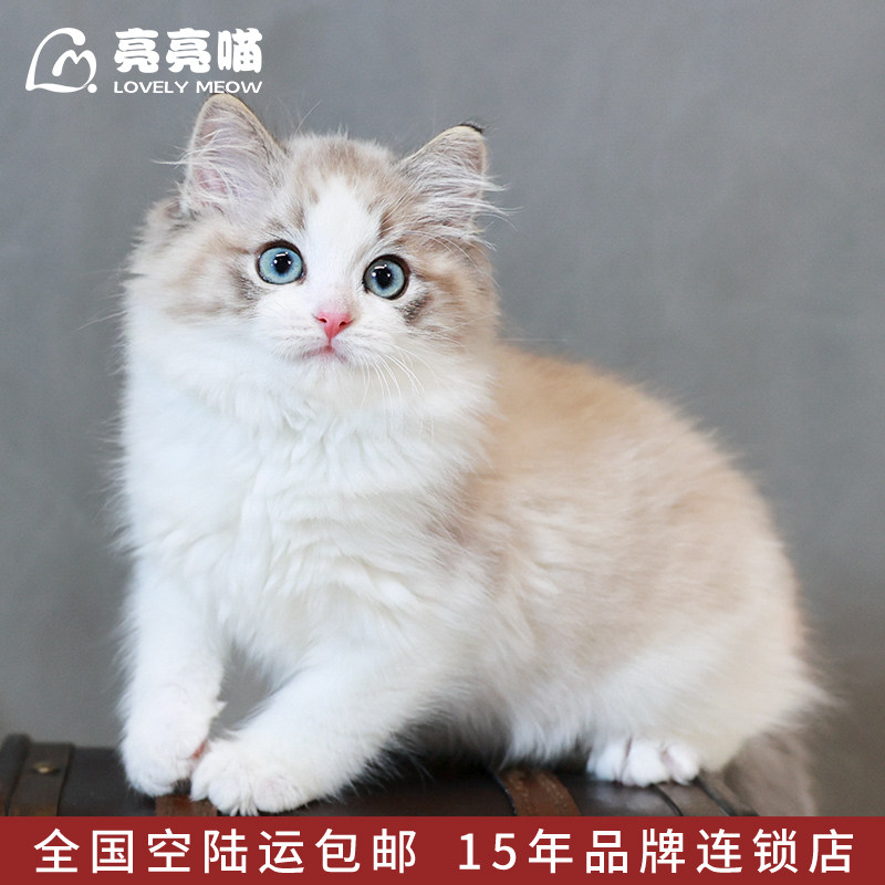 赛级布偶猫蓝眼猫咪活物小猫咪宠物猫幼猫海双蓝双布偶长毛仙女猫