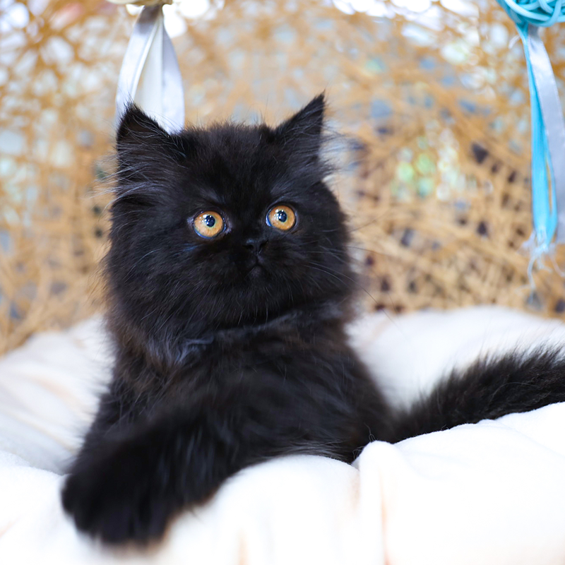 英国长毛猫纯黑色血统活体幼崽深圳猫舍铜黄眼睛纯种英长宠物猫咪