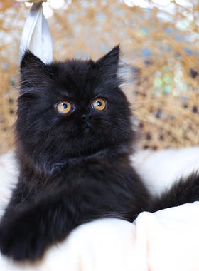 英国长毛猫黑色纯种活体宠物猫咪