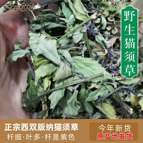 云南西双版纳猫须草中药材猫须公牙努秒正宗肾茶化石草原产地