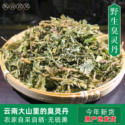 云南野生臭灵丹中药名臭灵丹草深山中药材原生采集晒干阴干无添加