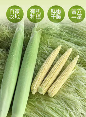 玉米生鲜现摘皮带天然泡茶蔬菜