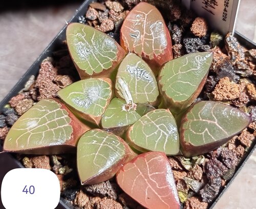 克里克特C-2*丘比特JPA3，冠径7.5cm，26年3月3日上架。