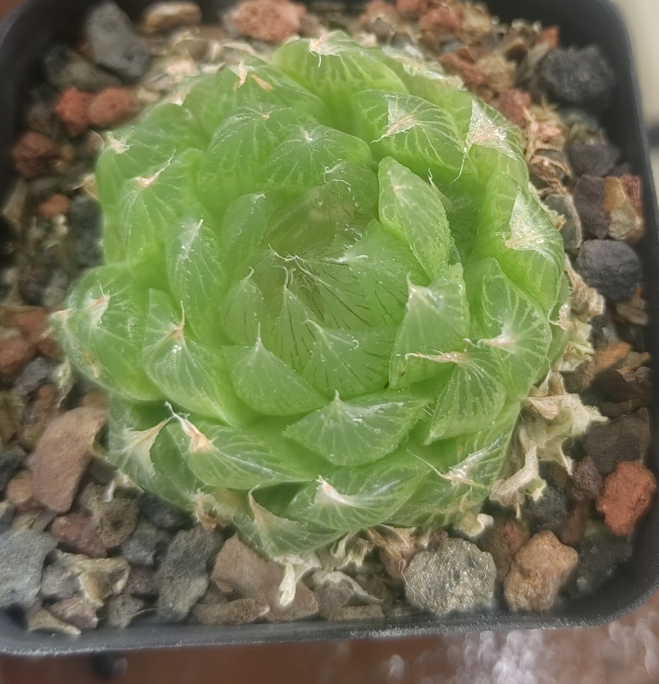 樱水晶实生，冠径5cm 。