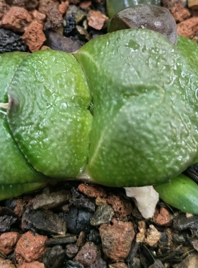 大疣卧牛实生，冠径6cm，叶宽2.5cm，上架日期，2026年2月26日。
