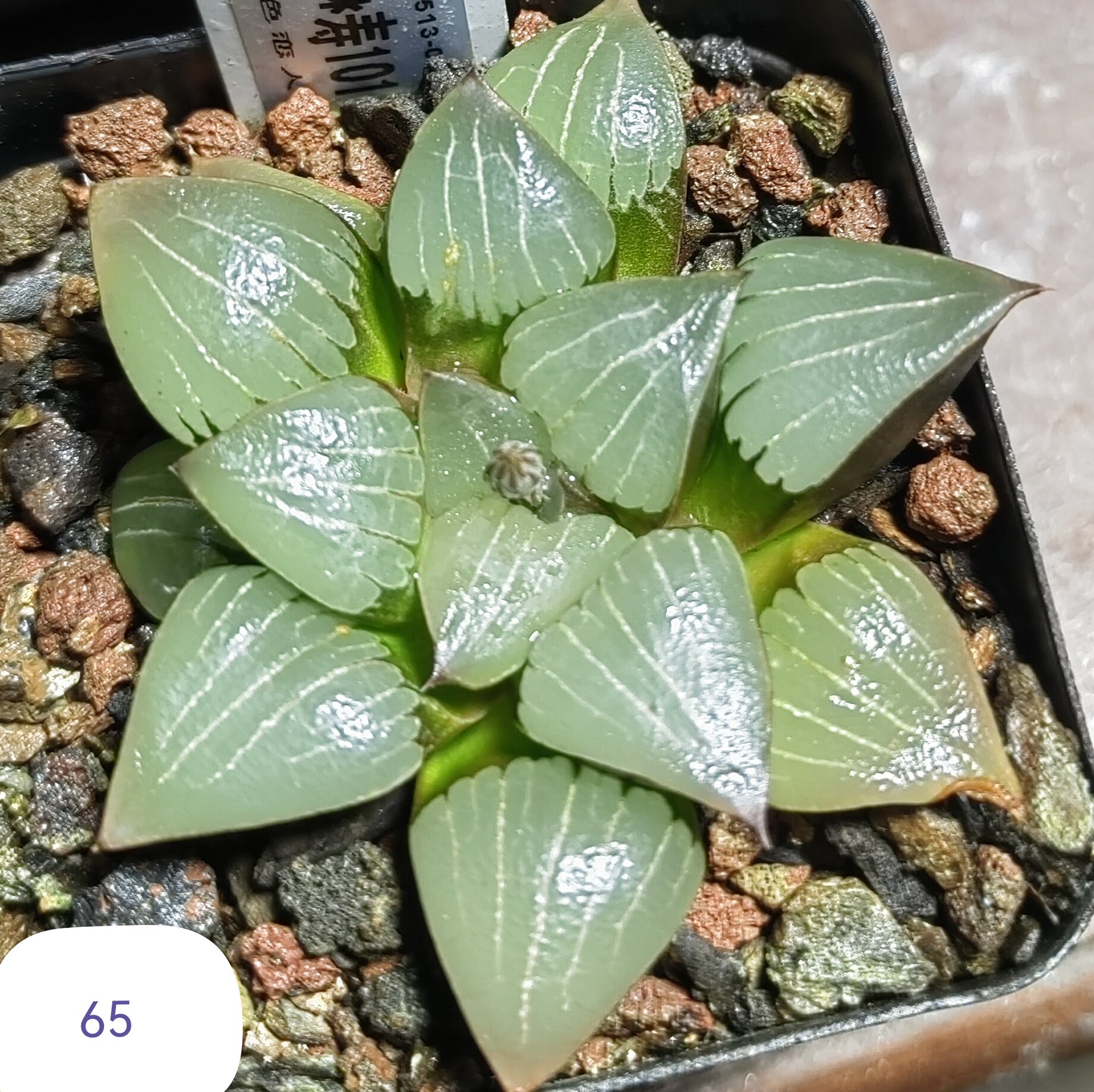 竹虎A-1*达摩黑，冠径7cm多肉植物