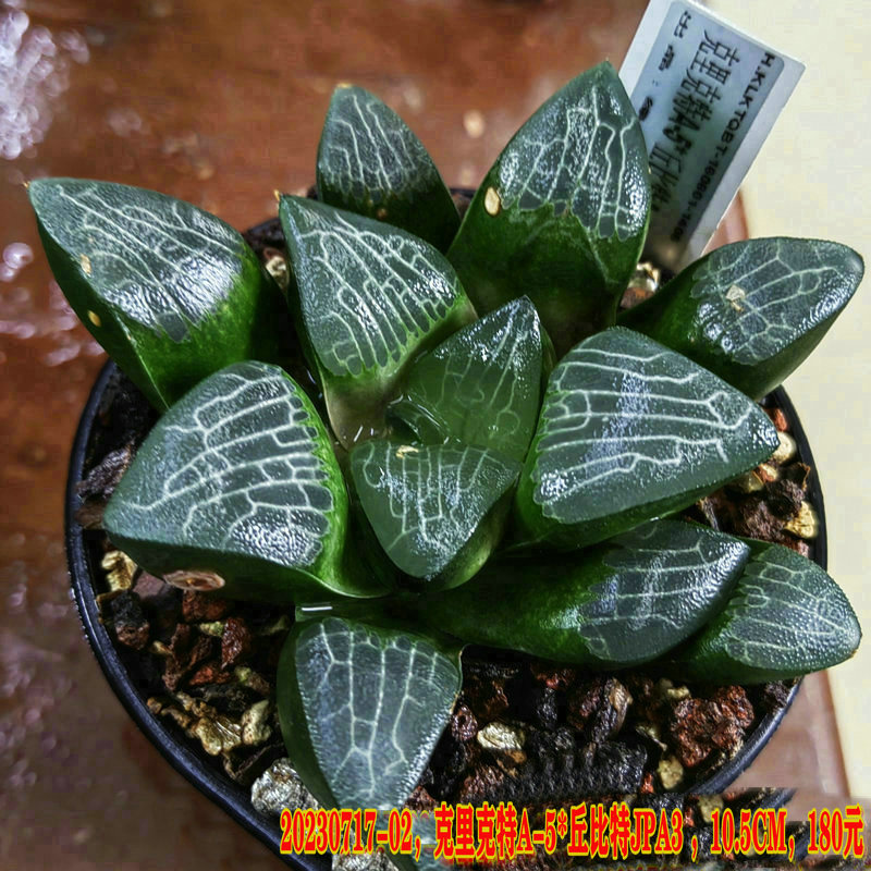 母克里克特A-5父丘比特JPA3绿植 盆栽紫罗兰绿色恋人一