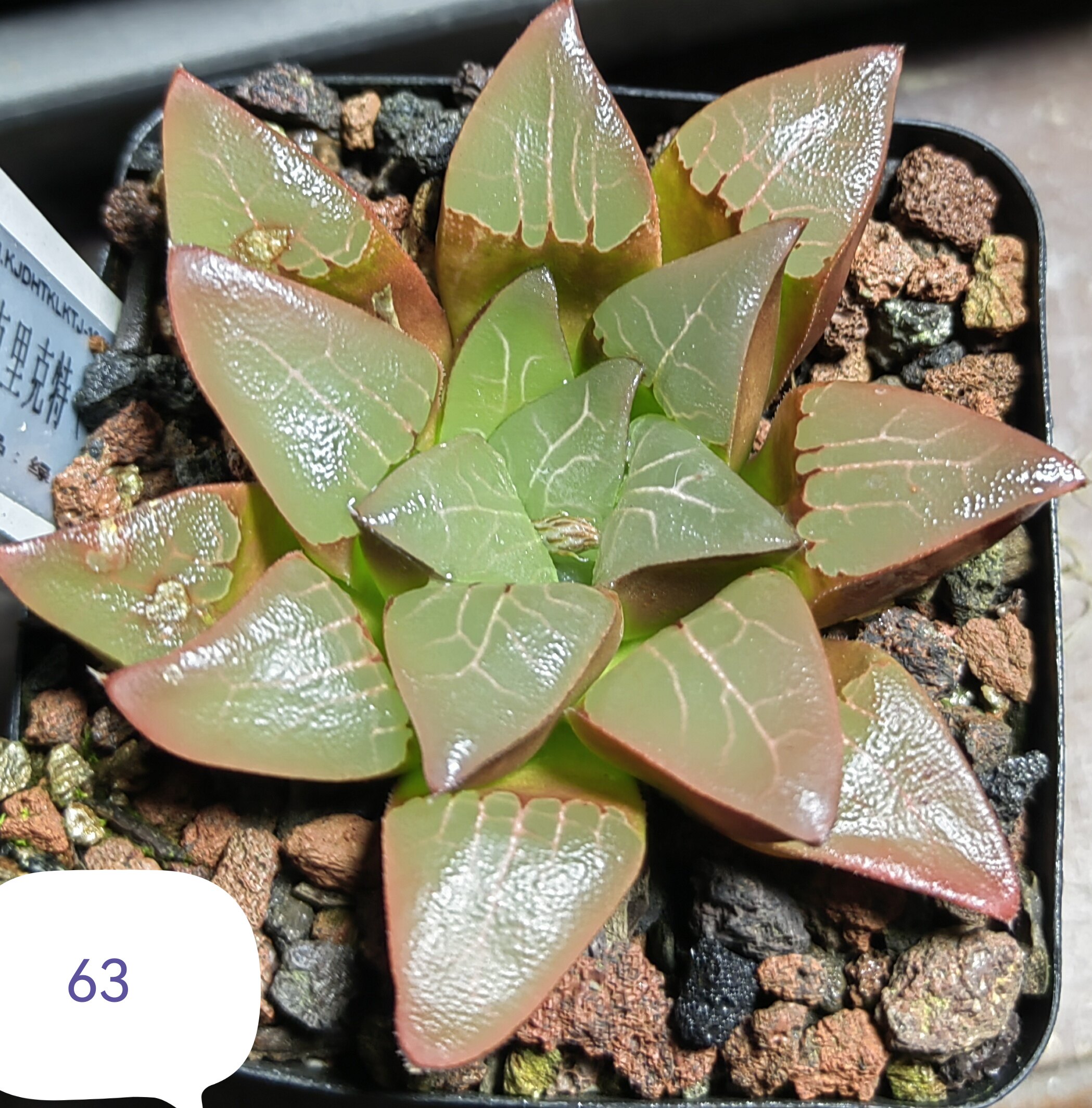 克里克特实生，冠径7cm，26多肉植物