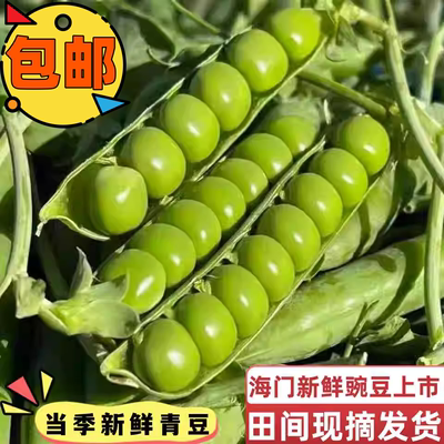 海门现摘新鲜豌豆带壳甜豆荚豌豆