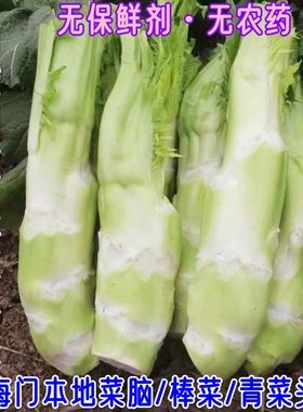 海门本地新鲜棒菜青菜头青菜脑壳芥菜头农家自种时令蔬菜薄皮包邮