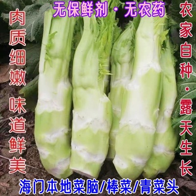 海门本地新鲜棒菜青菜头青菜脑壳芥菜头农家自种时令蔬菜薄皮包邮