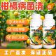柑橘病菌清沙皮黄龙溃疡黄化柑橘树专用杀菌微生物菌剂抗病抗逆