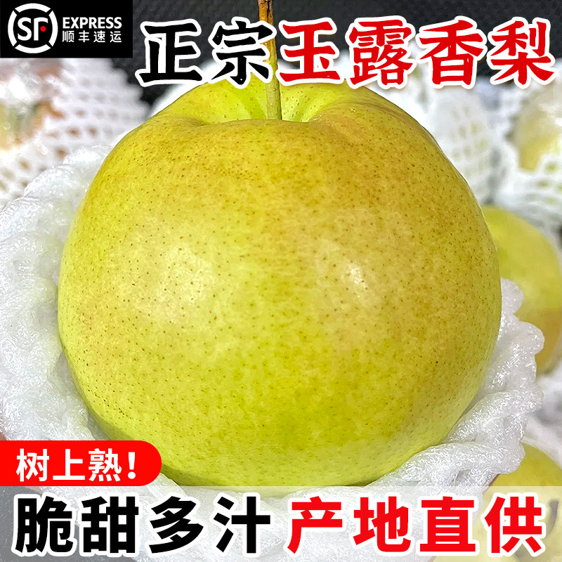 正宗山西玉露香梨大梨子新鲜水果应当季整箱4斤脆甜雪酥顺丰包邮
