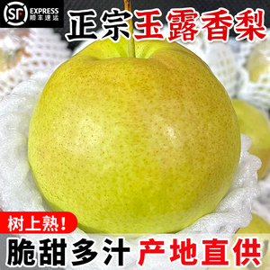 正宗山西玉露香梨大梨子新鲜水果应当季整箱4斤脆甜雪酥顺丰包邮