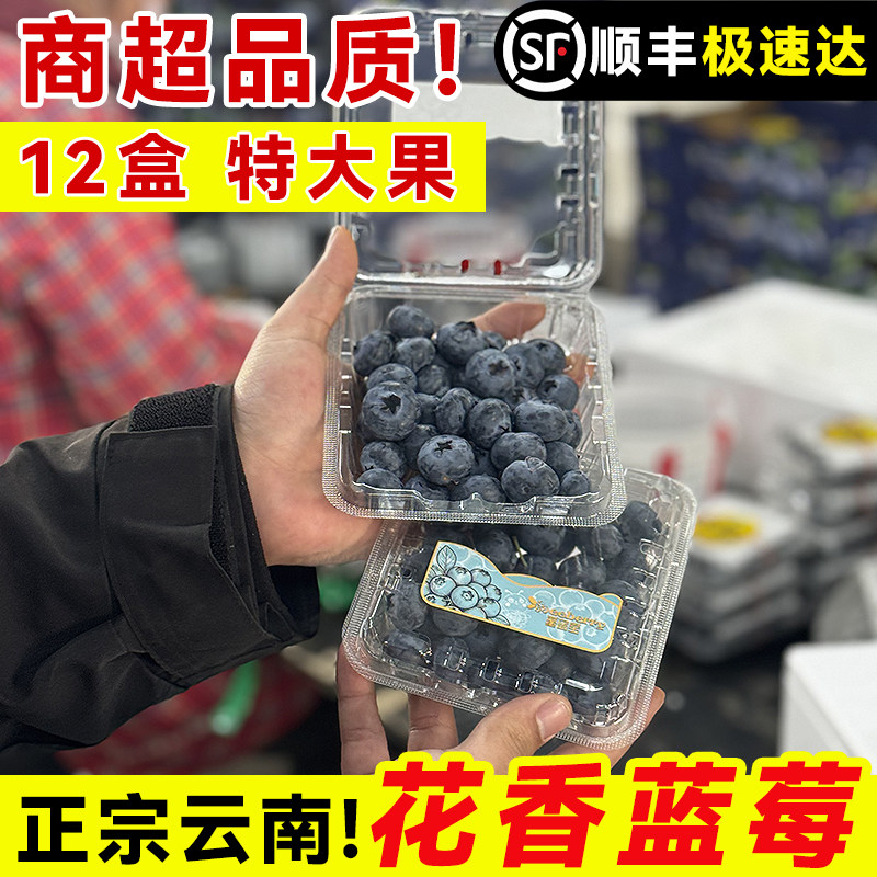 【12盒】云南L25花香蓝莓新鲜超特大水果怡颗一斤顺丰官方旗舰店