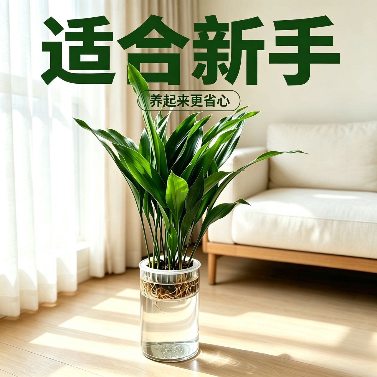一叶兰盆栽图片