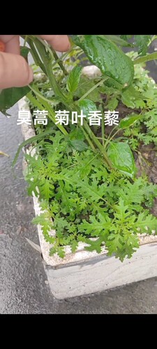 臭蒿籽 种子 拌凉菜 炒蛋 赤峰 朝阳 承德 臭蒿 臭菜 全年可种