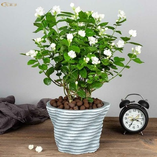 不怕晒的绿植一年四季开花绿植室外庭院绿植户外茉莉盆栽室内驱蚊