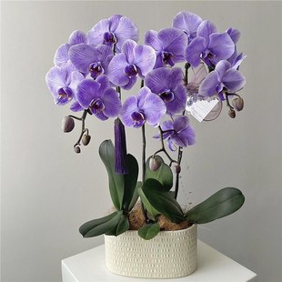蝴蝶兰花苗四季好养室内阳台办公室盆栽绿植花卉好养活带花键好养