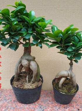 人参榕树盆景植物老桩苗室内树苗 大型S弯小叶榕四季常青树桩绿植