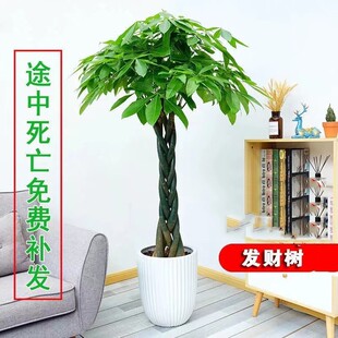 大发财树盆栽大客厅大绿植室内大型植物室内外盆景发财树净化某气
