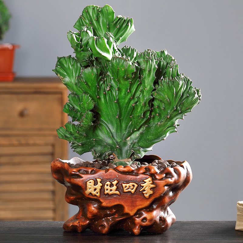 多肉植物彩麒麟盆栽仙人掌室内客厅花卉绿植盆栽玉麒麟