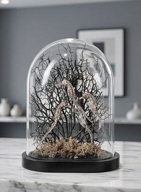 轻奢玻璃穹顶标本展示盒摆件