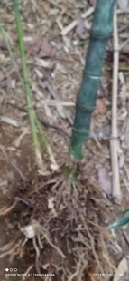 3竹实心竹苗实心玉竹苗当天挖当天发货元2月25号起挖苗现场直播