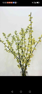柠檬香味木姜子遇水开花干花超长观赏期年宵花