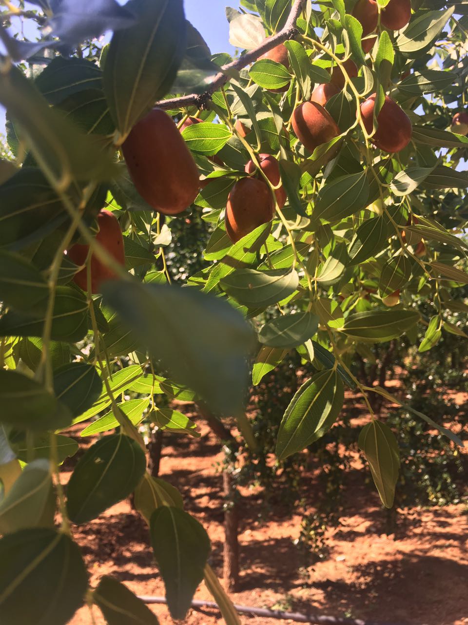 辽宁朝阳孙家湾大枣酸甜脆红枣现摘新鲜孕妇水果特产