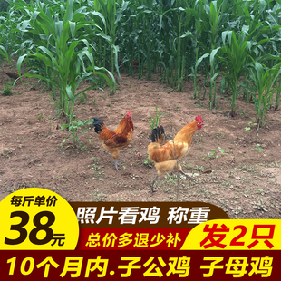 2只 農(nóng)家收購(gòu)雞土公雞子公雞月子雞童子雞農(nóng)村散養(yǎng)土雞小公雞