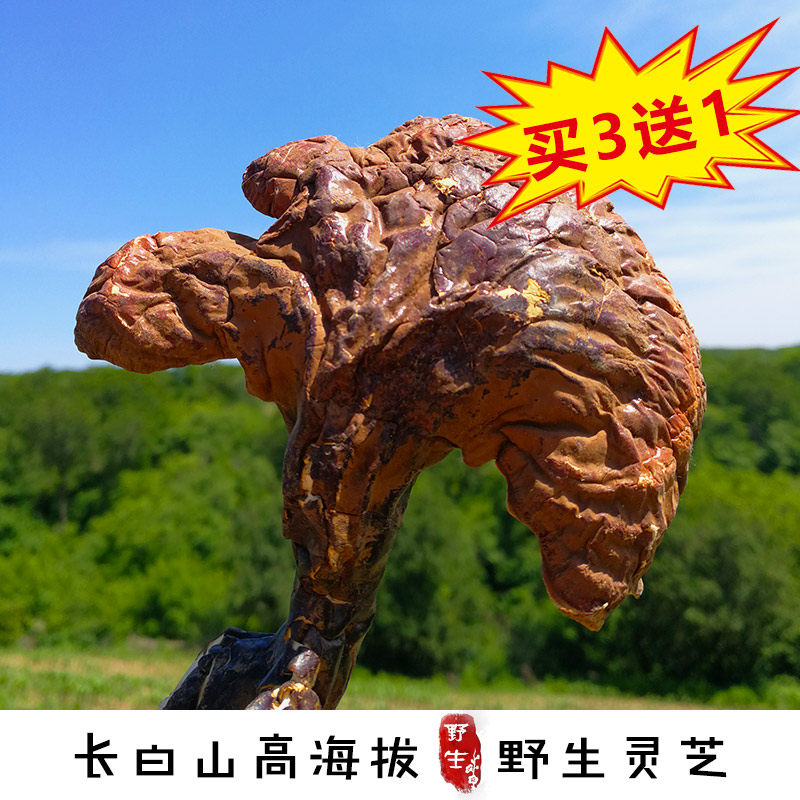 买3送1 长白山产地发货野生灵芝林芝 赤灵芝整朵 泡酒免切片250克