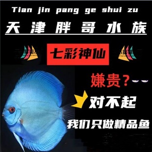 天津胖哥七彩神仙鱼苗观赏鱼南美老虎狗财神豹点蛇阿莲卡德松包邮