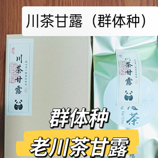 2026新茶高品质春茶高山群体种老川茶蒙顶甘露栗香炒青耐泡绿茶叶