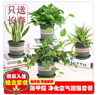 新客减除甲醛吊兰绿萝虎皮兰绿植盆栽净化空气室内好养易活植物花