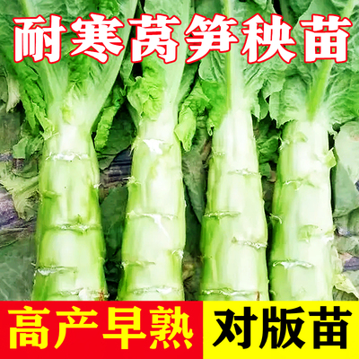 秋冬耐寒香高产早熟莴笋秧苗莴苣