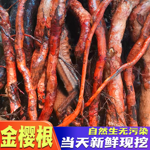 新鲜金樱根纯根金英子根金樱蔃新鲜金樱子根脱骨丹500克包邮