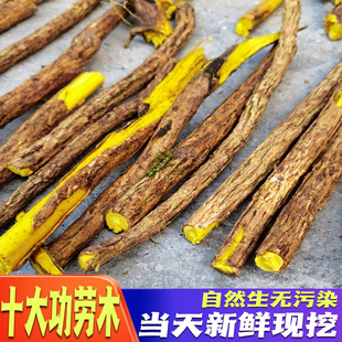 新鲜十大功劳中药材功劳木纯天然土黄连土黄柏干片刺黄连野生包邮