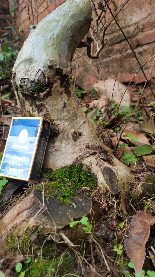 紫薇树老树桩盆景百日红庭院盆栽紫薇花