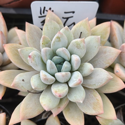 刘家花坊  紫云多肉    精品老桩批发基地  室内室外清新绿植