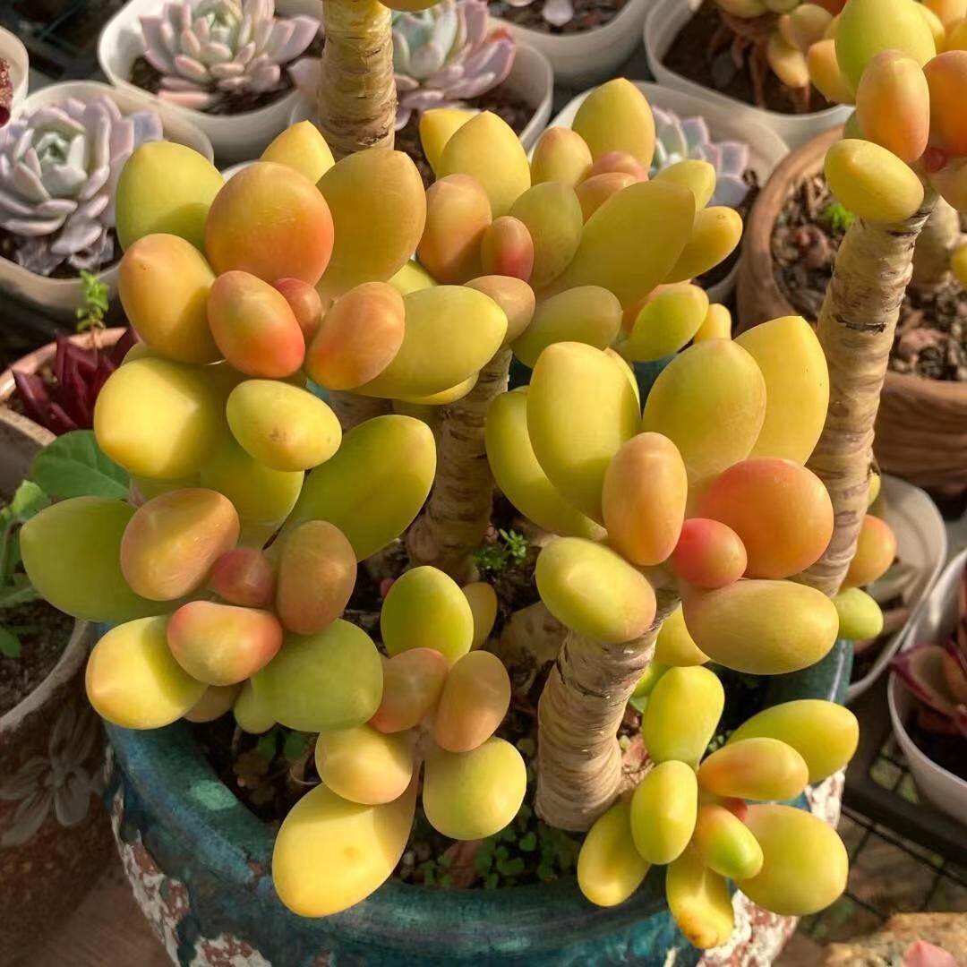 刘家花坊.芒果美人金婵源头基地自主杂交款多肉植物